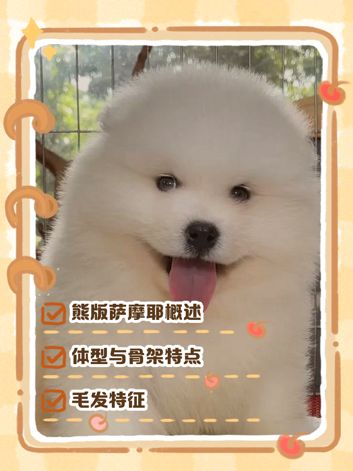 萨摩耶智商(萨摩耶的智商排行) 萨摩耶智商(萨摩耶的智商排行)