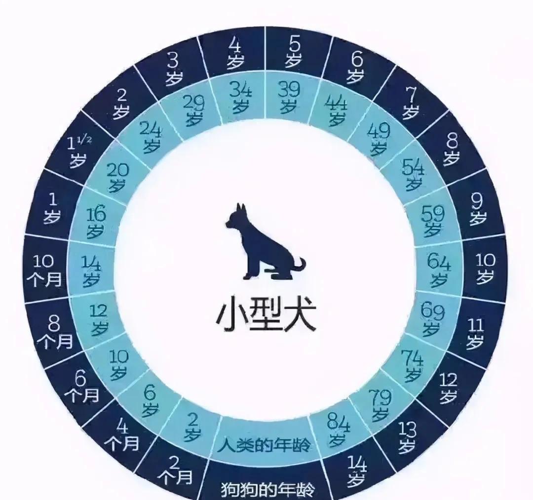狗的正常体温是多少°c(狗狗的正常体温是多少度?) 狗的正常体温是多少°c(狗狗的正常体温是多少度?)