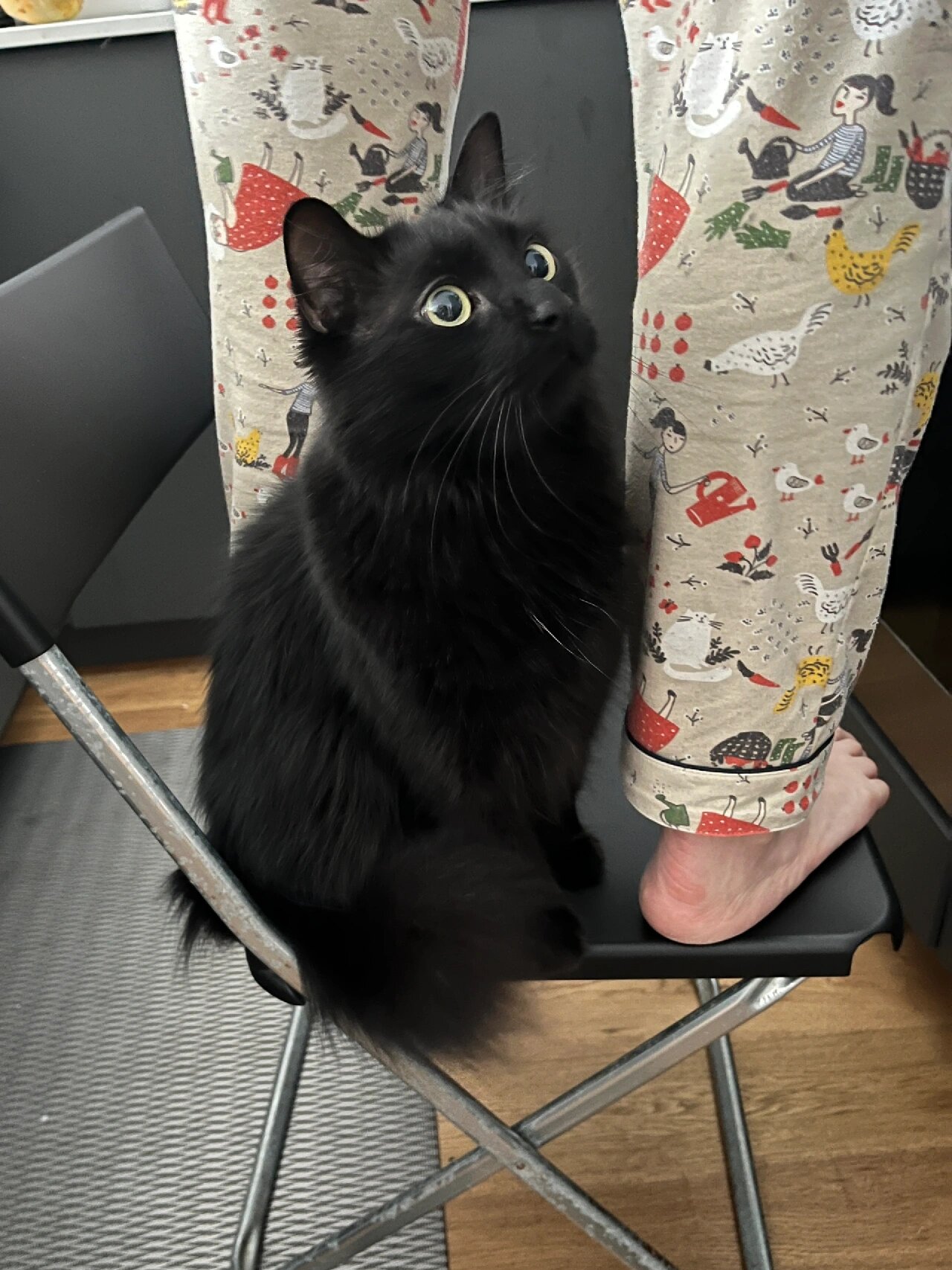 工具猫(工具猫菊花纹文字生成器免费)