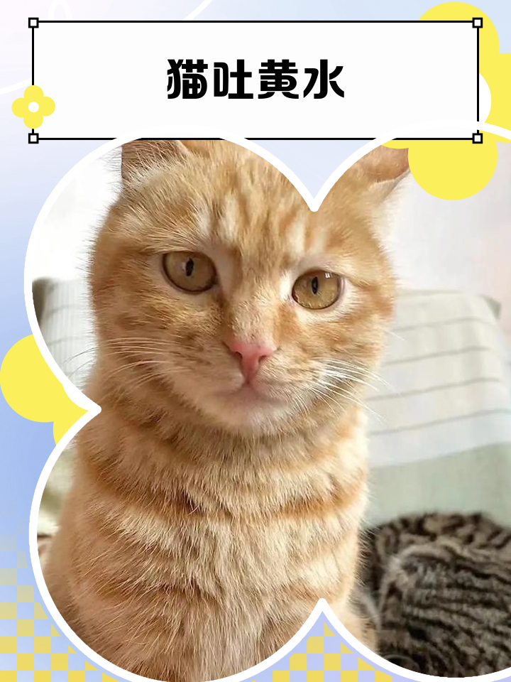 猫咪吐黄水但是精神很好(猫咪吐黄水但是精神很好怎么回事) 猫咪吐黄水但是精神很好(猫咪吐黄水但是精神很好怎么回事)
