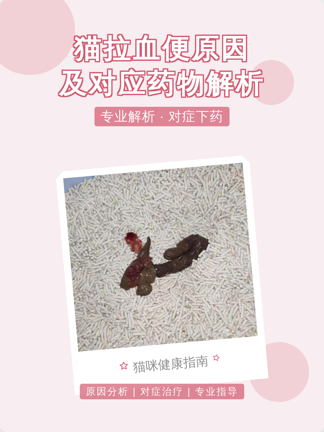 猫瘟是不是都要经历便血(猫瘟开始便血还有机会活吗) 猫瘟是不是都要经历便血(猫瘟开始便血还有机会活吗)