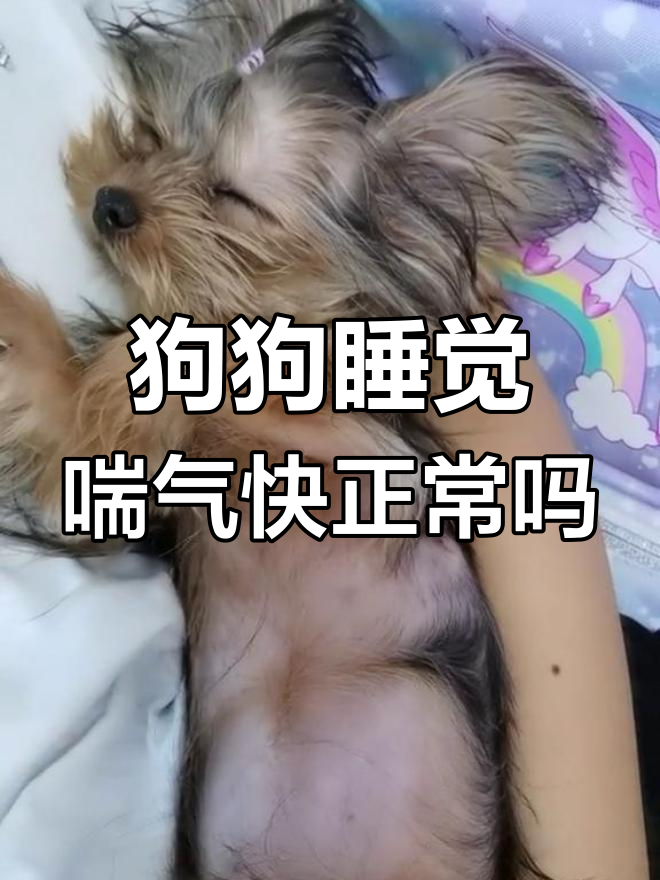狗狗喘气就像哮喘(狗狗喘气就像哮喘打林可霉素) 狗狗喘气就像哮喘(狗狗喘气就像哮喘打林可霉素)