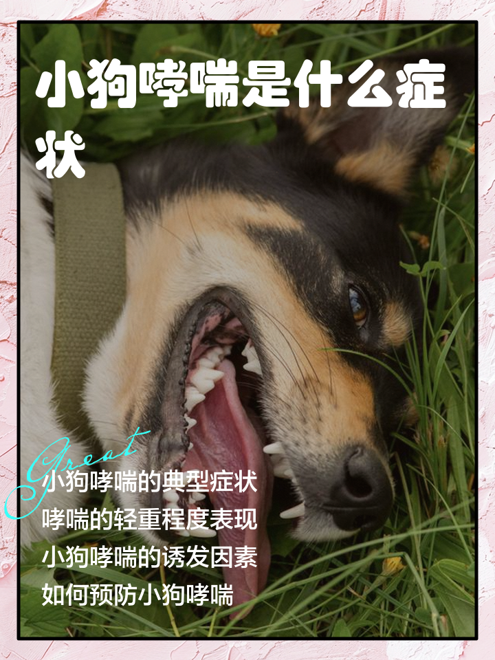 狗狗喘气就像哮喘(狗狗喘气就像哮喘打林可霉素) 狗狗喘气就像哮喘(狗狗喘气就像哮喘打林可霉素)