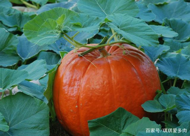 被子植物有哪些(被子植物有哪些科) 被子植物有哪些(被子植物有哪些科)