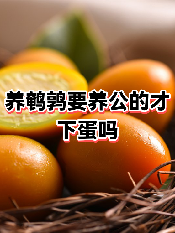 鹌鹑怎么分公母(成年鹌鹑怎么分公母) 鹌鹑怎么分公母(成年鹌鹑怎么分公母)