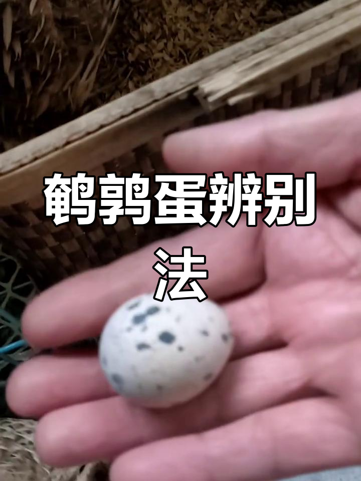 鹌鹑怎么分公母(成年鹌鹑怎么分公母) 鹌鹑怎么分公母(成年鹌鹑怎么分公母)