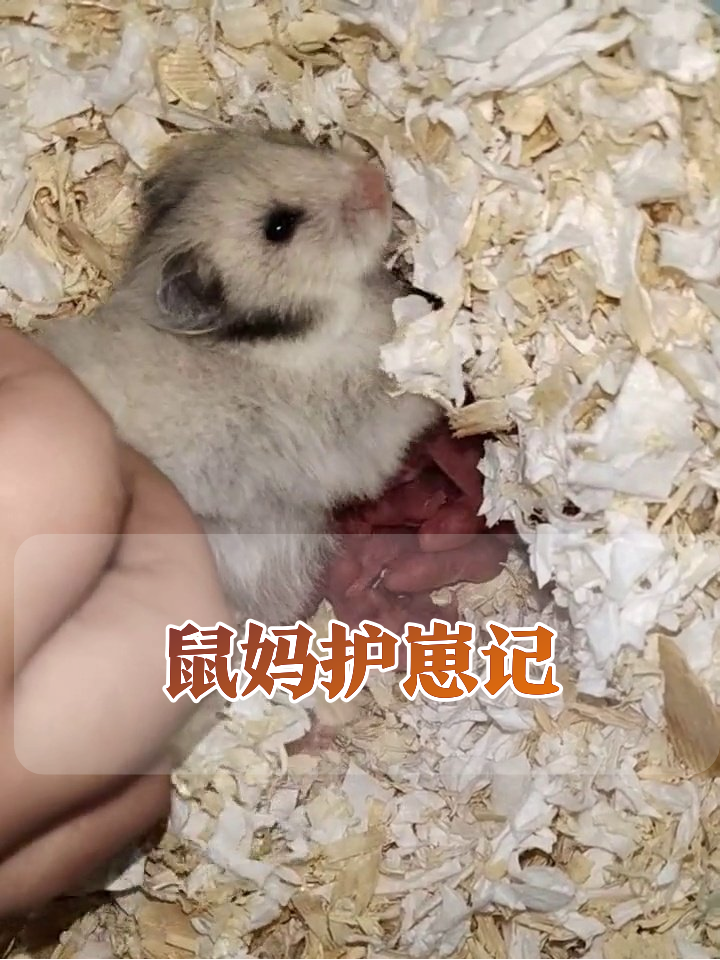 夏天仓鼠窝里放木屑吗(仓鼠窝里放棉花还放木屑吗)