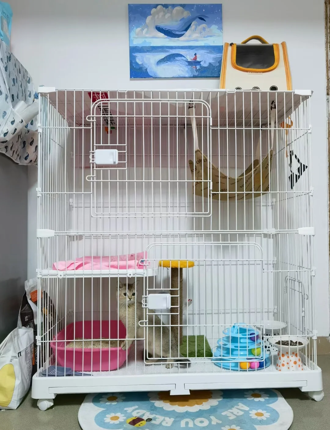 把猫关在笼子里会怎么样(把猫关在笼子里睡觉是不是很残忍) 把猫关在笼子里会怎么样(把猫关在笼子里睡觉是不是很残忍)