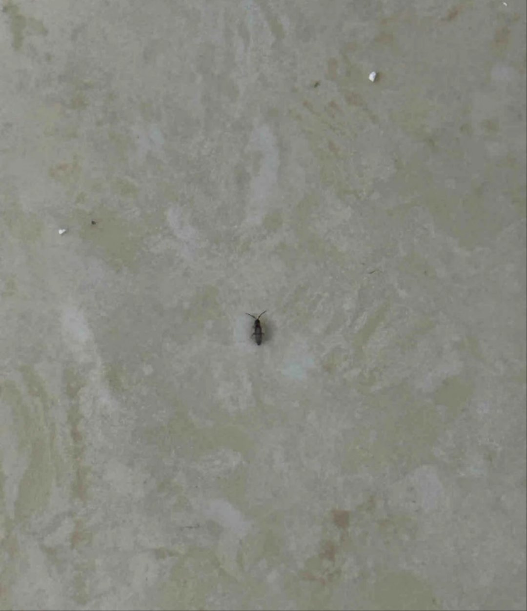 家里出现会飞的硬壳虫(家里出现会飞的硬壳虫像小蟑螂) 家里出现会飞的硬壳虫(家里出现会飞的硬壳虫像小蟑螂)