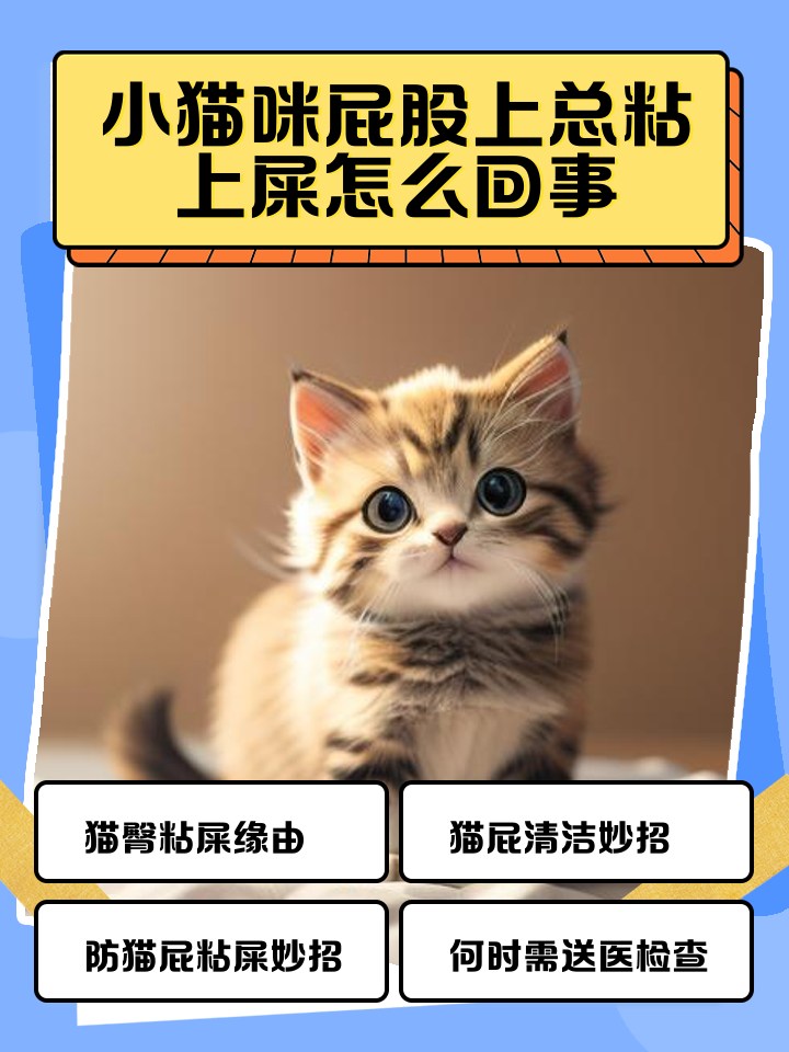猫咪不拉屎但是精神很好(猫不拉屎只撒尿 精神不好) 猫咪不拉屎但是精神很好(猫不拉屎只撒尿 精神不好)
