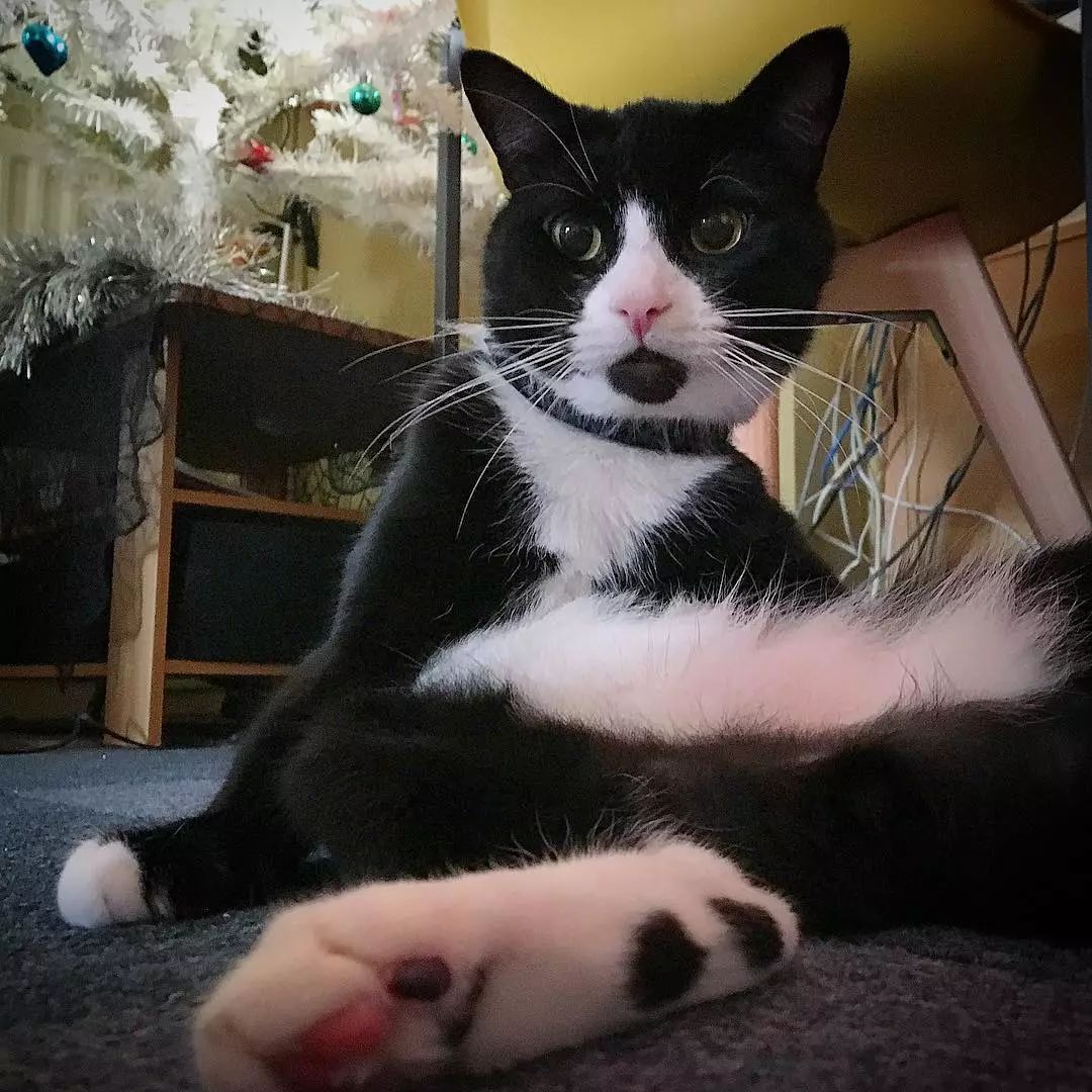 猫咪下巴有黑色颗粒是什么(猫咪下巴有黑色颗粒是什么原因) 猫咪下巴有黑色颗粒是什么(猫咪下巴有黑色颗粒是什么原因)