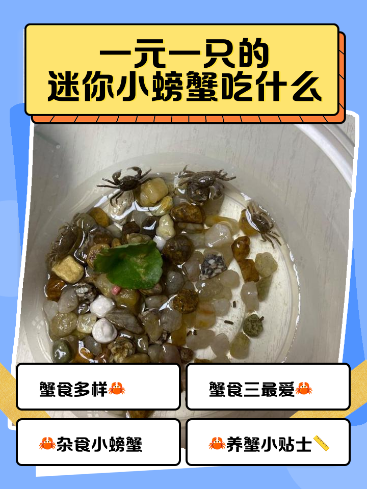 小螃蟹吃米饭吗(小螃蟹吃米饭吗迷你) 小螃蟹吃米饭吗(小螃蟹吃米饭吗迷你)