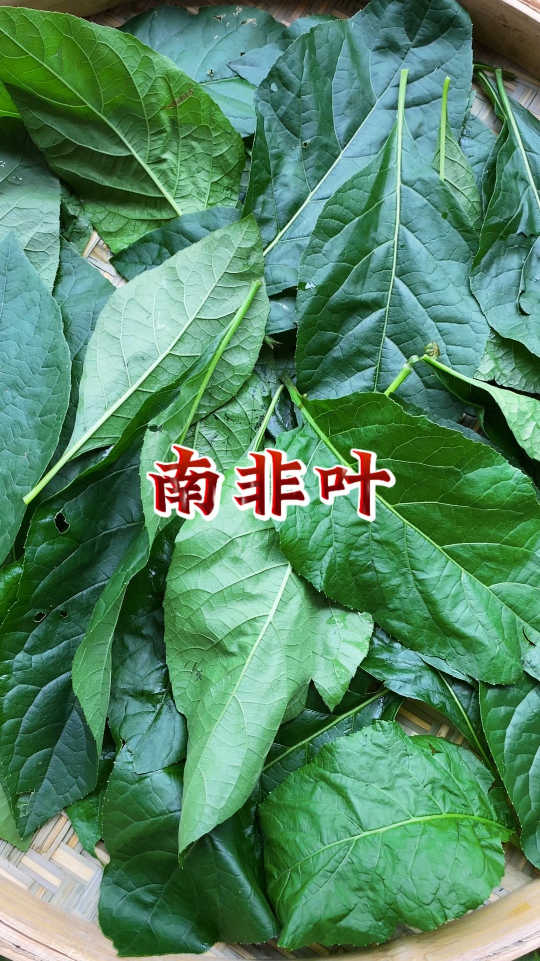 南非叶的图片(南非叶功效作用与主治) 南非叶的图片(南非叶功效作用与主治)
