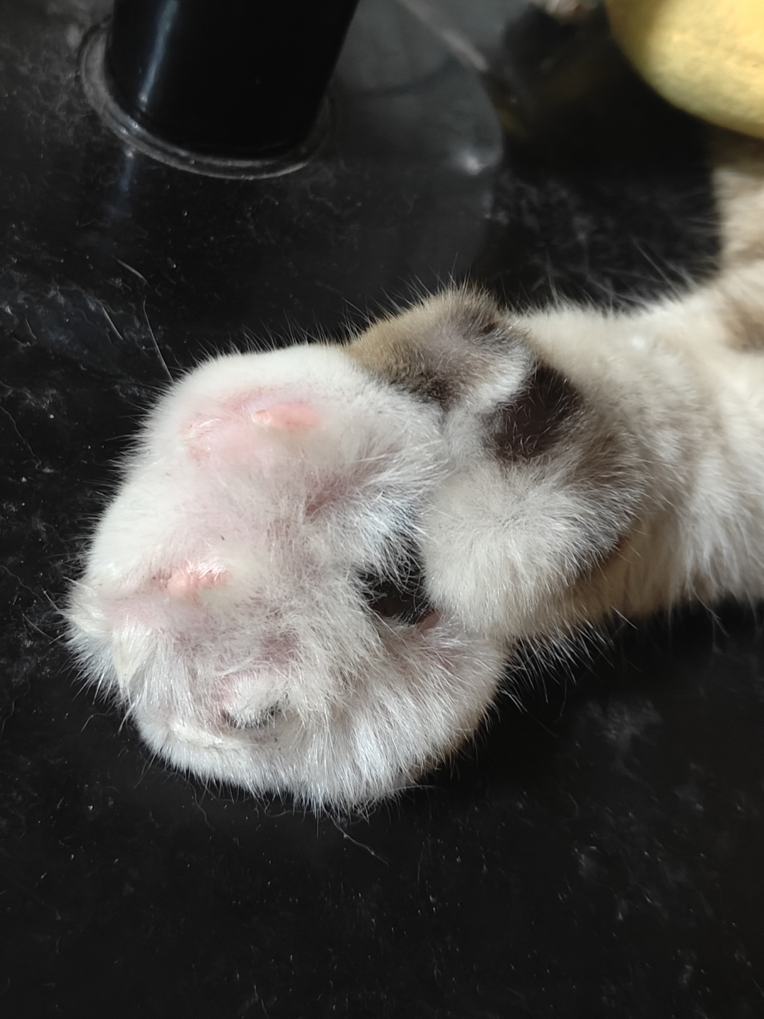 猫爪子肿了能自愈吗(猫咪脚肿了怎么快速消肿) 猫爪子肿了能自愈吗(猫咪脚肿了怎么快速消肿)