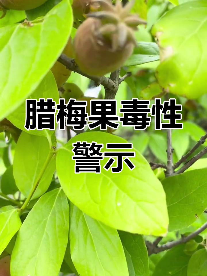 腊梅果子的功效与作用(腊梅果子的功效与作用图片) 腊梅果子的功效与作用(腊梅果子的功效与作用图片)