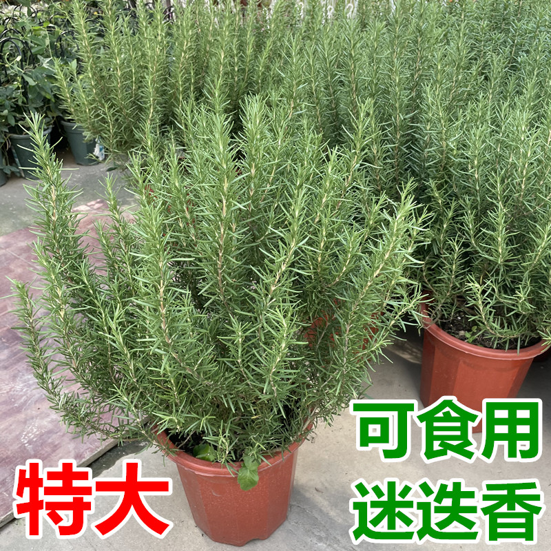 迷迭香剪下来直接食用吗(迷迭香枝条剪下来能存活吗) 迷迭香剪下来直接食用吗(迷迭香枝条剪下来能存活吗)