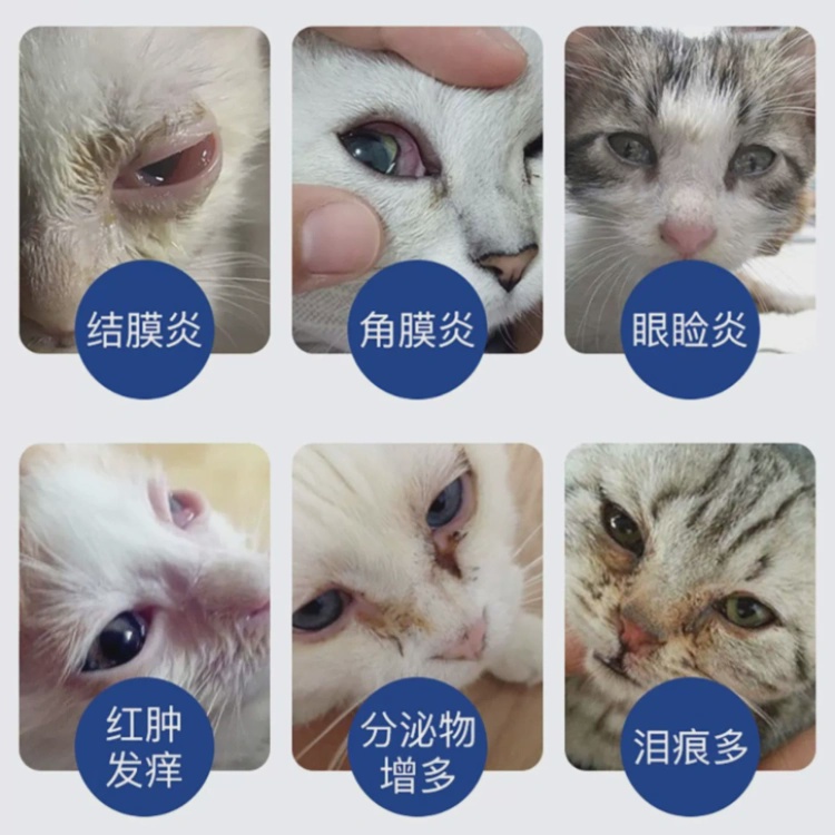 猫眼睛流泪是怎么回事(猫眼睛流泪睁不开是怎么回事) 猫眼睛流泪是怎么回事(猫眼睛流泪睁不开是怎么回事)