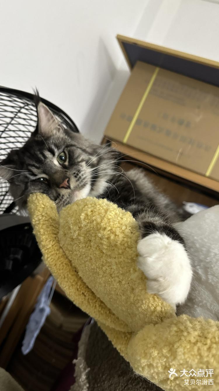 猫咪睡觉打鼾正常吗(猫咪睡觉打鼾正常吗视频) 猫咪睡觉打鼾正常吗(猫咪睡觉打鼾正常吗视频)