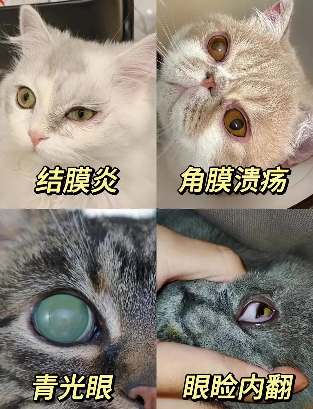 猫上火的症状有哪些(猫上火怎么办吃什么药) 猫上火的症状有哪些(猫上火怎么办吃什么药)
