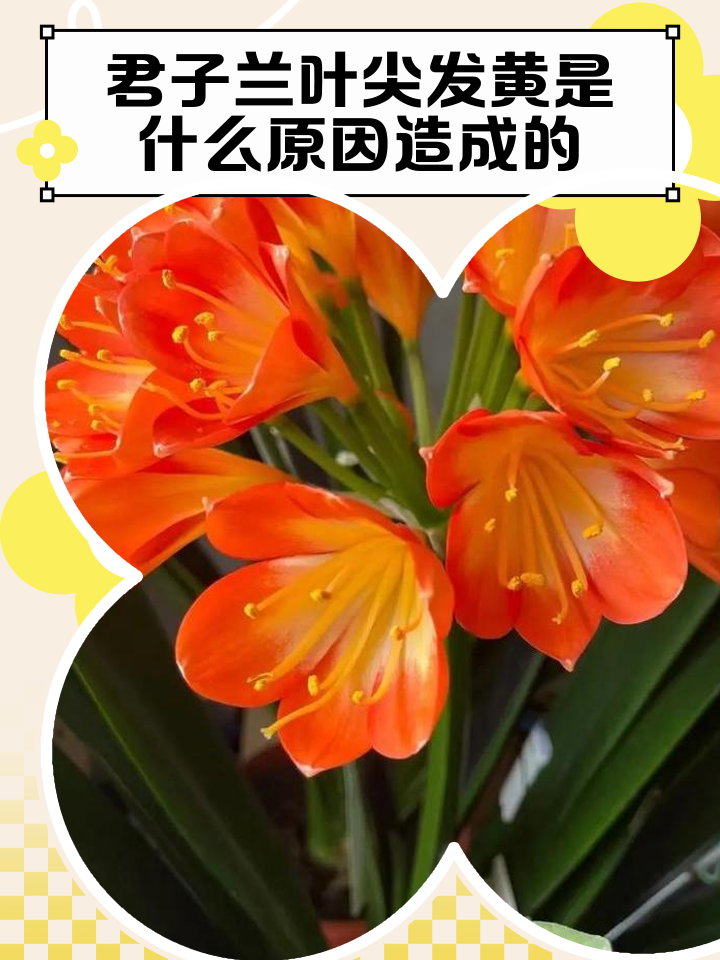 君子兰为什么不能送人(君子兰为什么不能送人呢) 君子兰为什么不能送人(君子兰为什么不能送人呢)