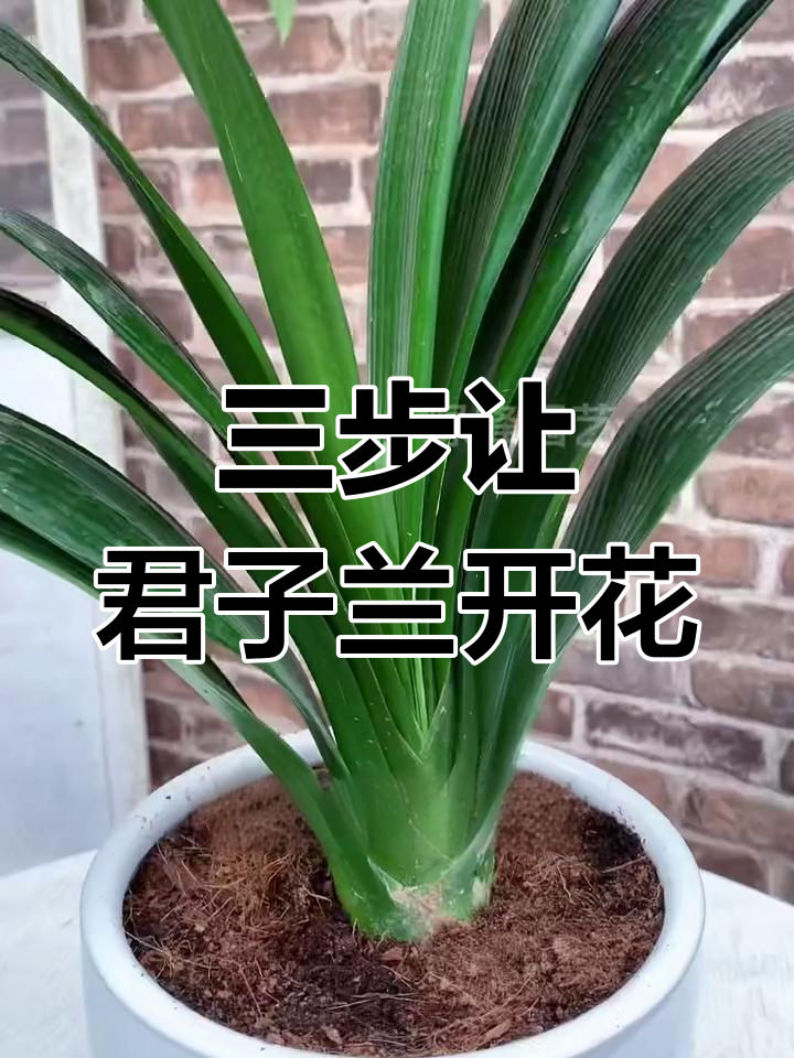 君子兰为什么不能送人(君子兰为什么不能送人呢) 君子兰为什么不能送人(君子兰为什么不能送人呢)