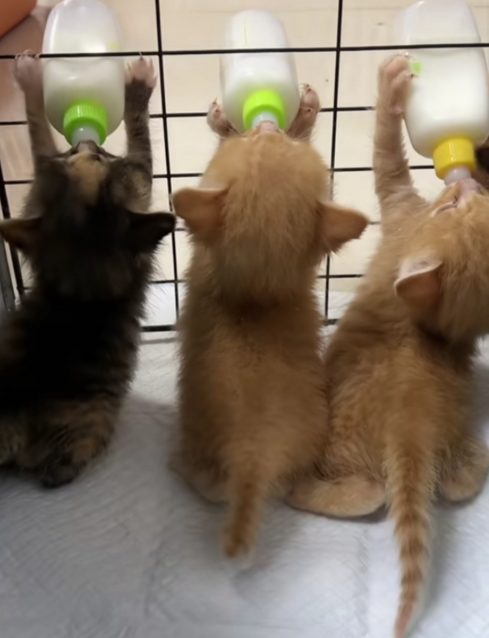 小奶猫可以喝牛奶吗(小奶猫可以喝牛奶吗半个月) 小奶猫可以喝牛奶吗(小奶猫可以喝牛奶吗半个月)