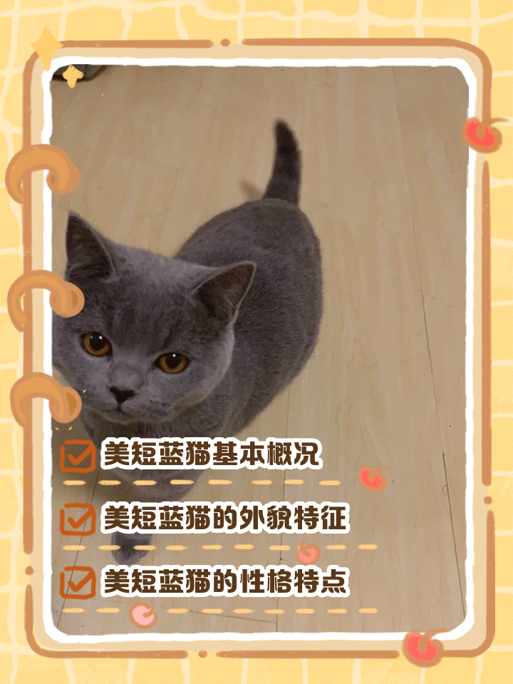 养蓝猫最忌讳什么(蓝猫一生认几个主人)