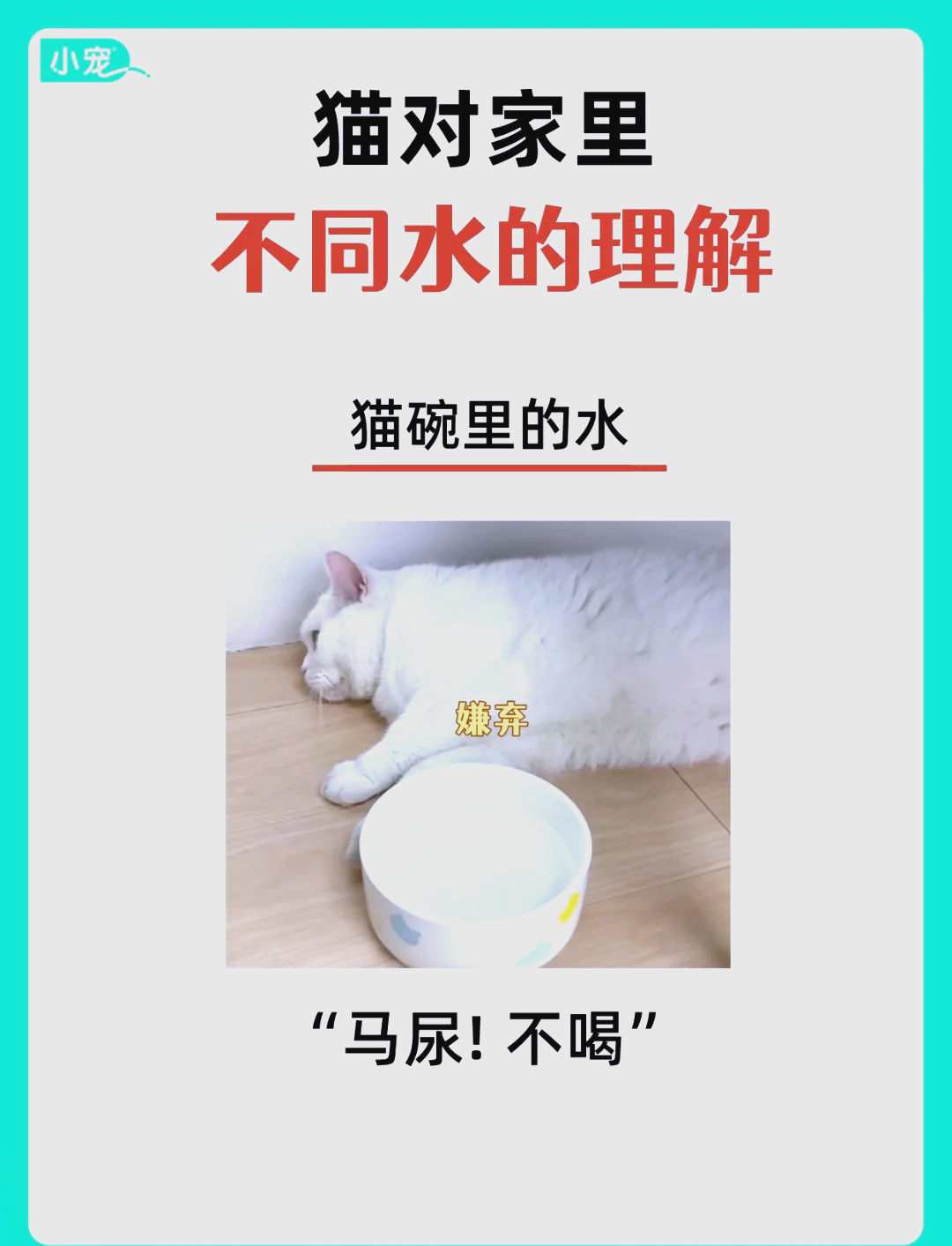 花露水对猫咪有影响吗(六神花露水对猫咪有影响吗) 花露水对猫咪有影响吗(六神花露水对猫咪有影响吗)