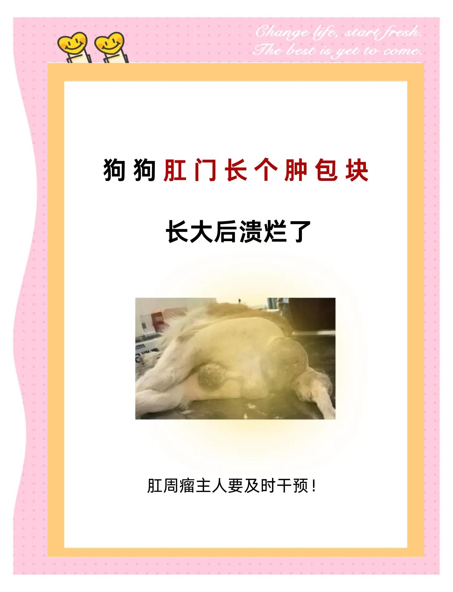 老狗得了肛门腺瘤该如何治疗(金毛狗得了肛门癌手术后不化疗吃什么中药有疗效) 老狗得了肛门腺瘤该如何治疗(金毛狗得了肛门癌手术后不化疗吃什么中药有疗效)