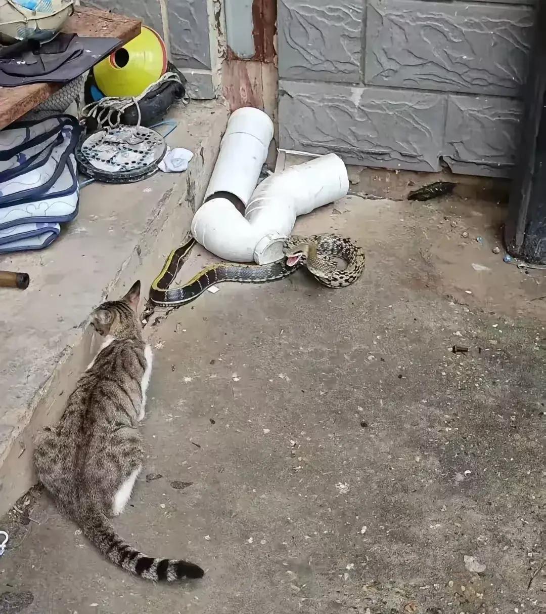 猫的速度是蛇的几倍(猫的速度是蛇的7倍有什么依据) 猫的速度是蛇的几倍(猫的速度是蛇的7倍有什么依据)
