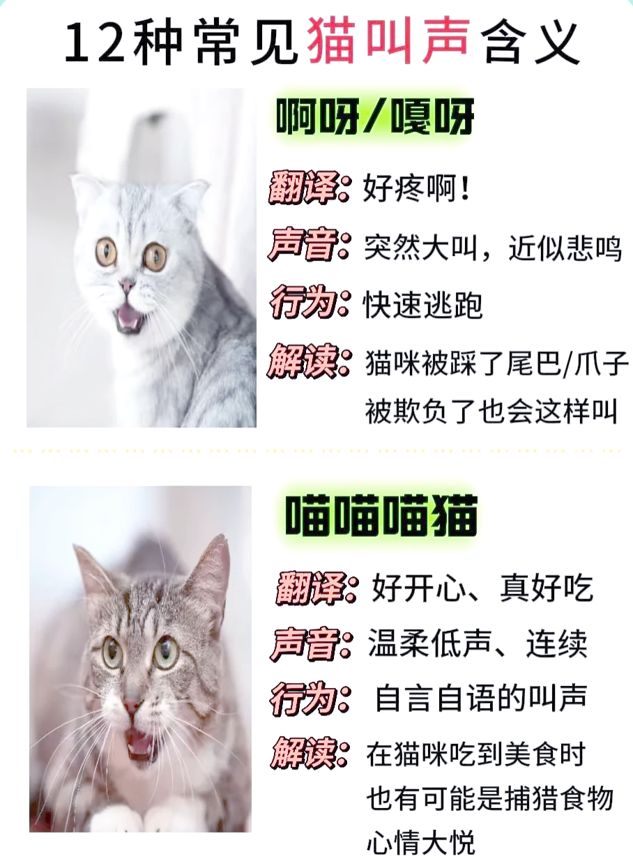 猫关笼子里一直叫怎么解决(猫关笼子里一直叫怎么解决呢) 猫关笼子里一直叫怎么解决(猫关笼子里一直叫怎么解决呢)