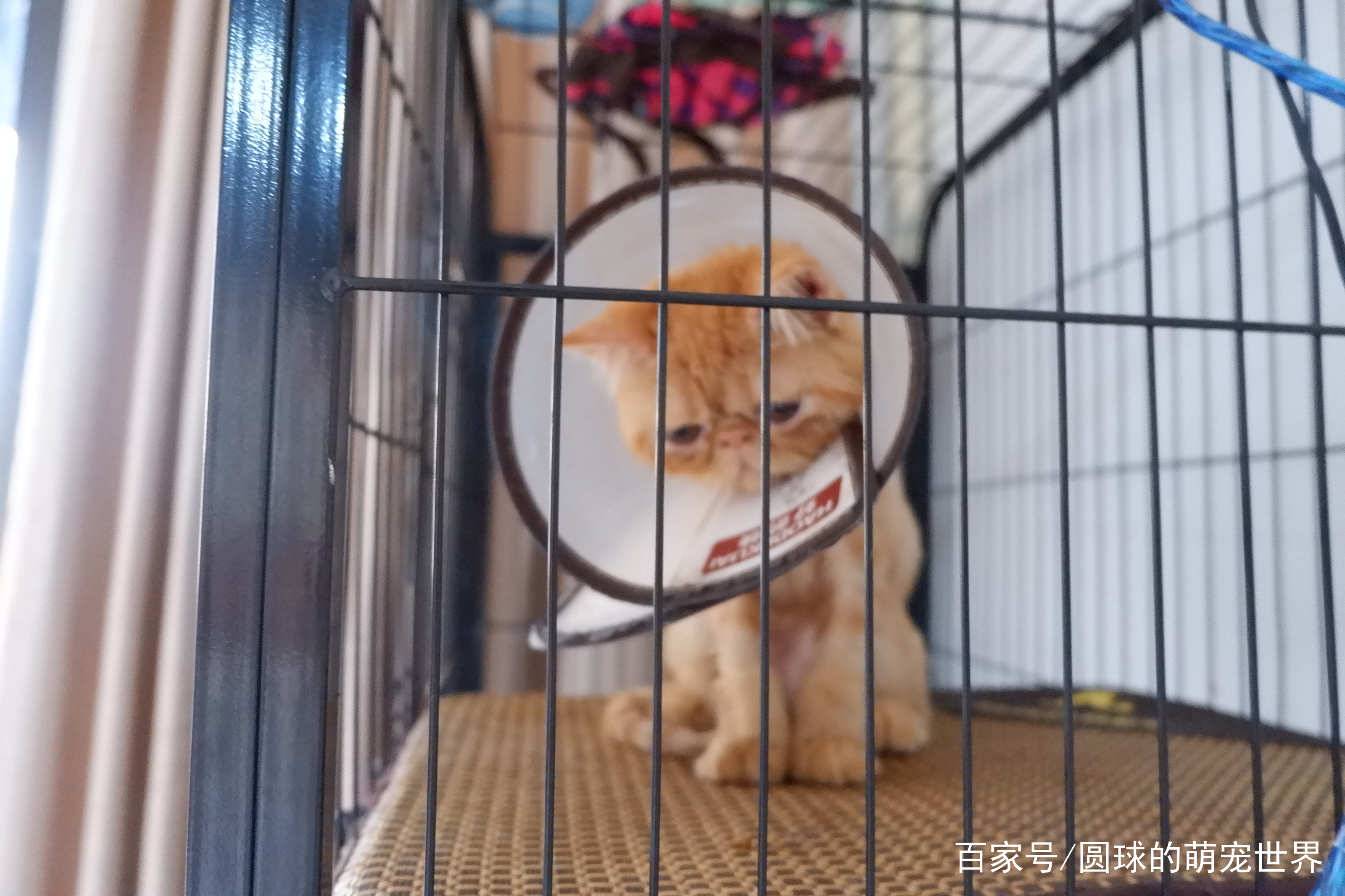 猫关笼子里一直叫怎么解决(猫关笼子里一直叫怎么解决呢) 猫关笼子里一直叫怎么解决(猫关笼子里一直叫怎么解决呢)