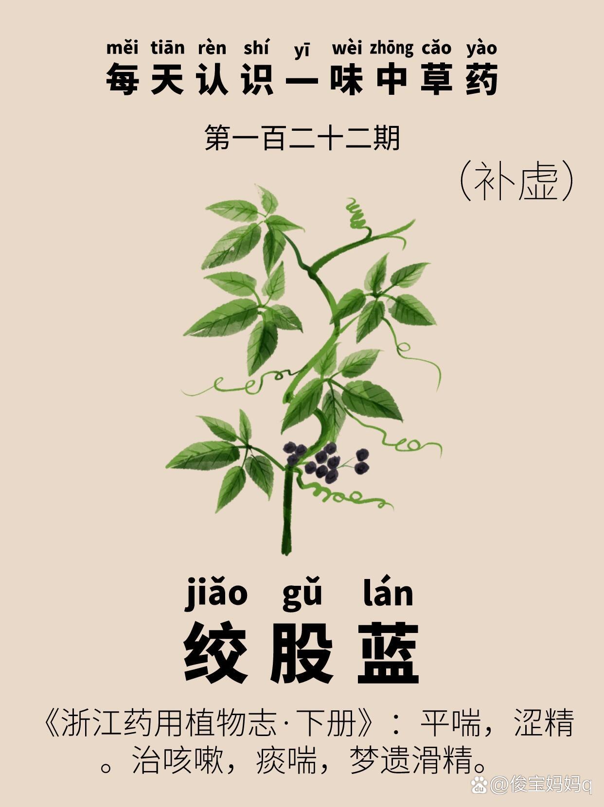 平利绞股蓝的功效与作用(绞股蓝的功效与作用及禁忌) 平利绞股蓝的功效与作用(绞股蓝的功效与作用及禁忌)