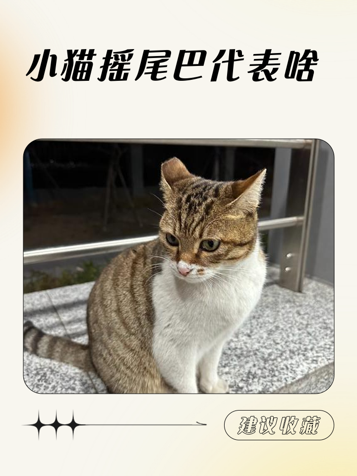 猫用尾巴扫你什么意思(猫用尾巴扫你什么意思蹭你) 猫用尾巴扫你什么意思(猫用尾巴扫你什么意思蹭你)