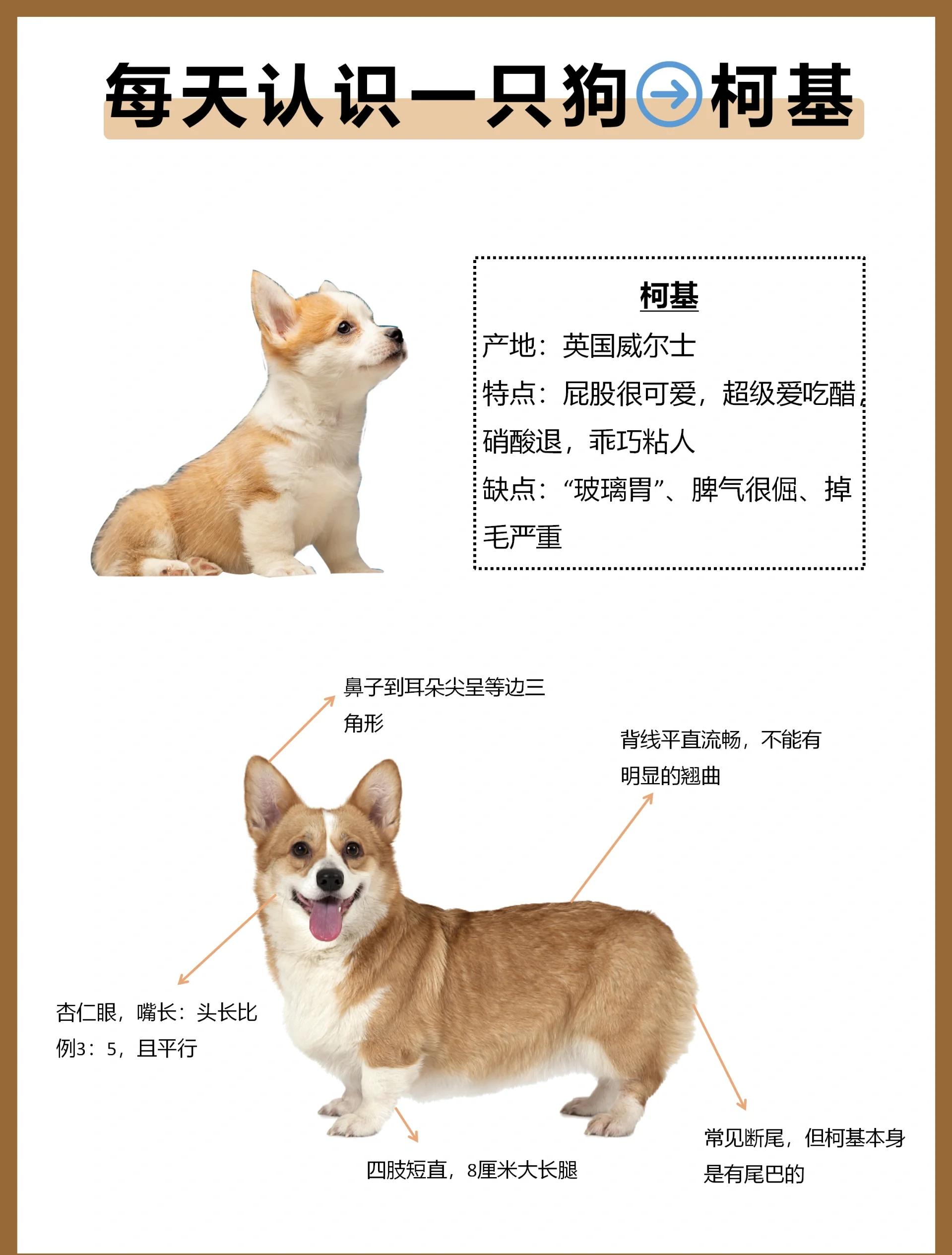 柯基可以吃桃子吗(柯基狗能吃桃子吗?) 柯基可以吃桃子吗(柯基狗能吃桃子吗?)
