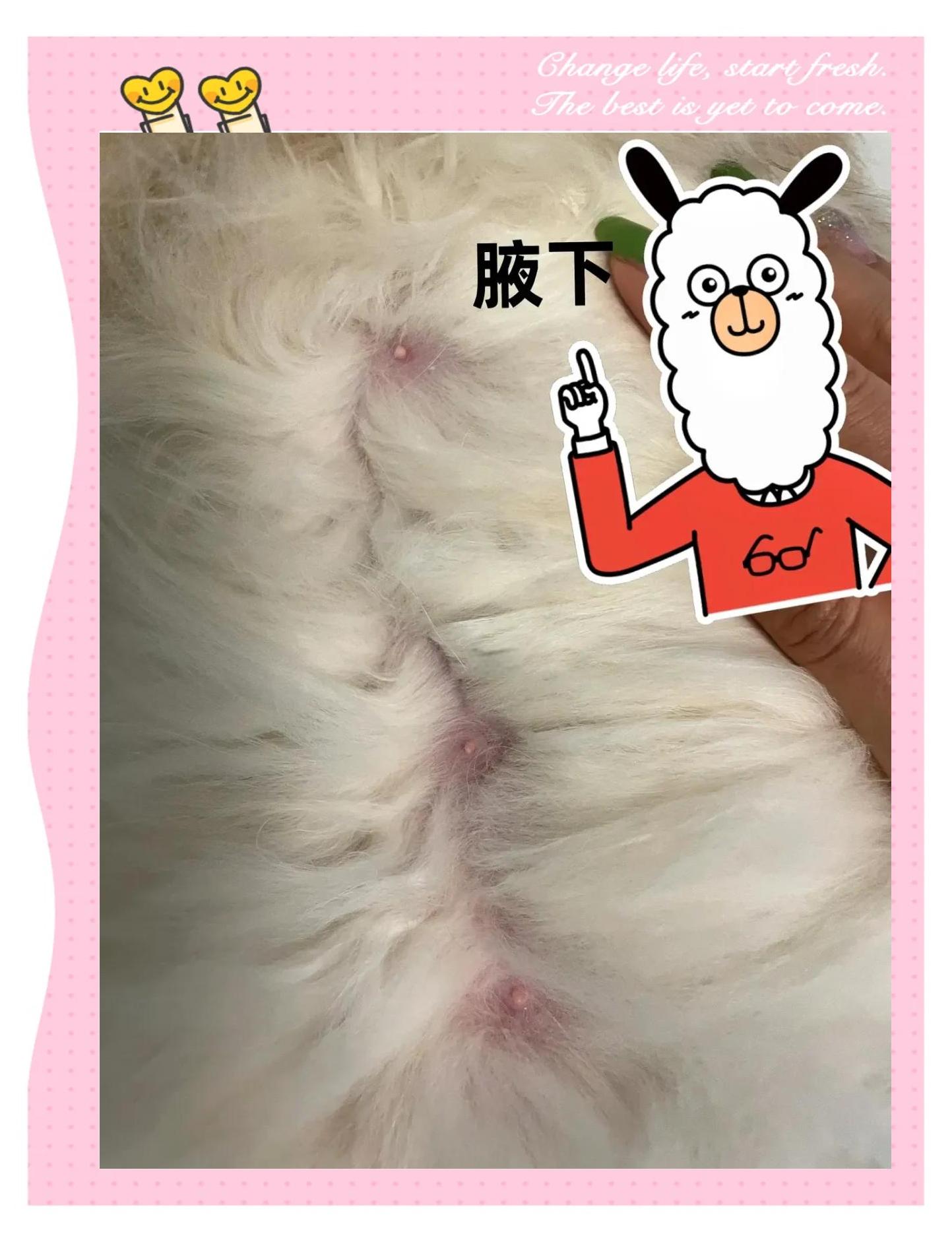猫咪假孕和真孕区别(猫咪假孕和真孕区别大吗) 猫咪假孕和真孕区别(猫咪假孕和真孕区别大吗)