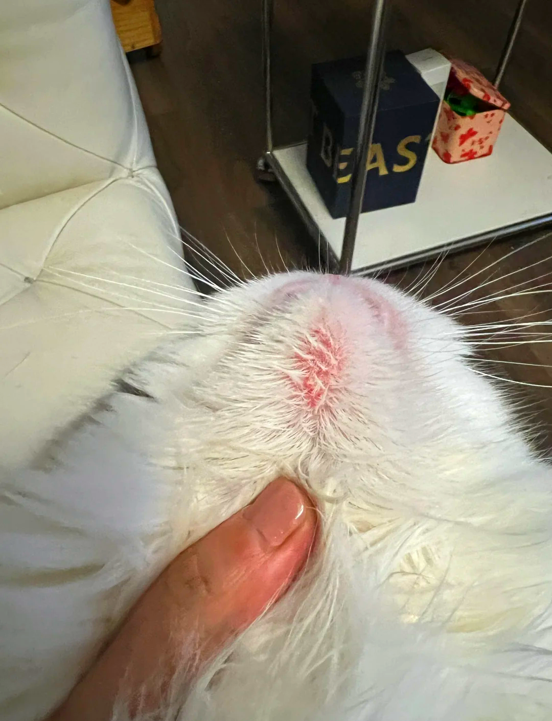 猫下巴那一堆黑点是什么(猫下巴那一堆黑点是什么意思) 猫下巴那一堆黑点是什么(猫下巴那一堆黑点是什么意思)