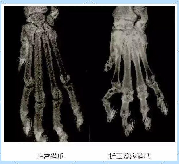 折耳猫发病几率(折耳猫发病会越来越严重吗)