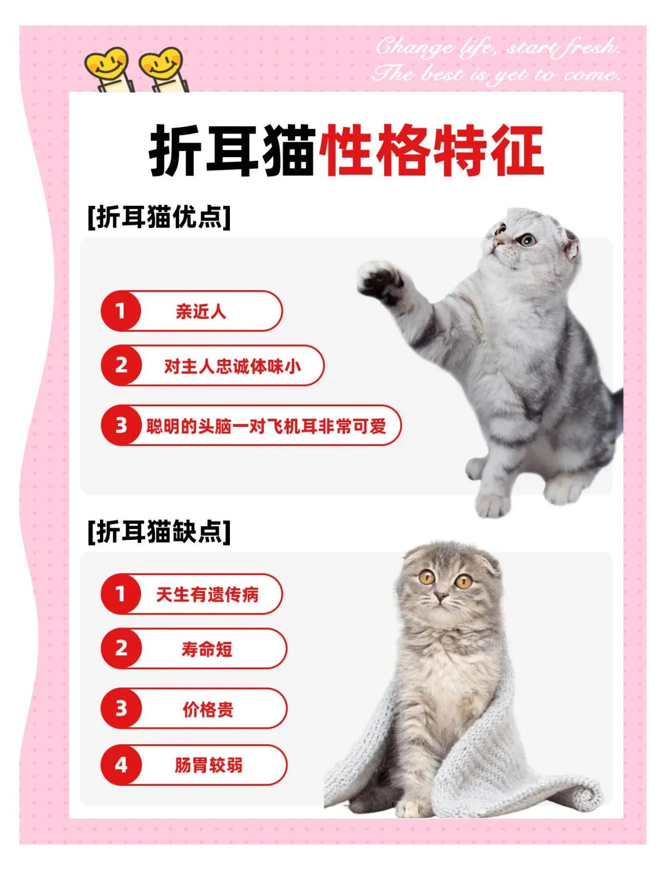 折耳猫发病几率(折耳猫发病会越来越严重吗) 折耳猫发病几率(折耳猫发病会越来越严重吗)