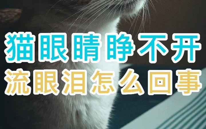猫眼睛睁不开流眼泪怎么回事(猫的眼睛突然睁不开,还流眼泪是什么原因用什么药?)