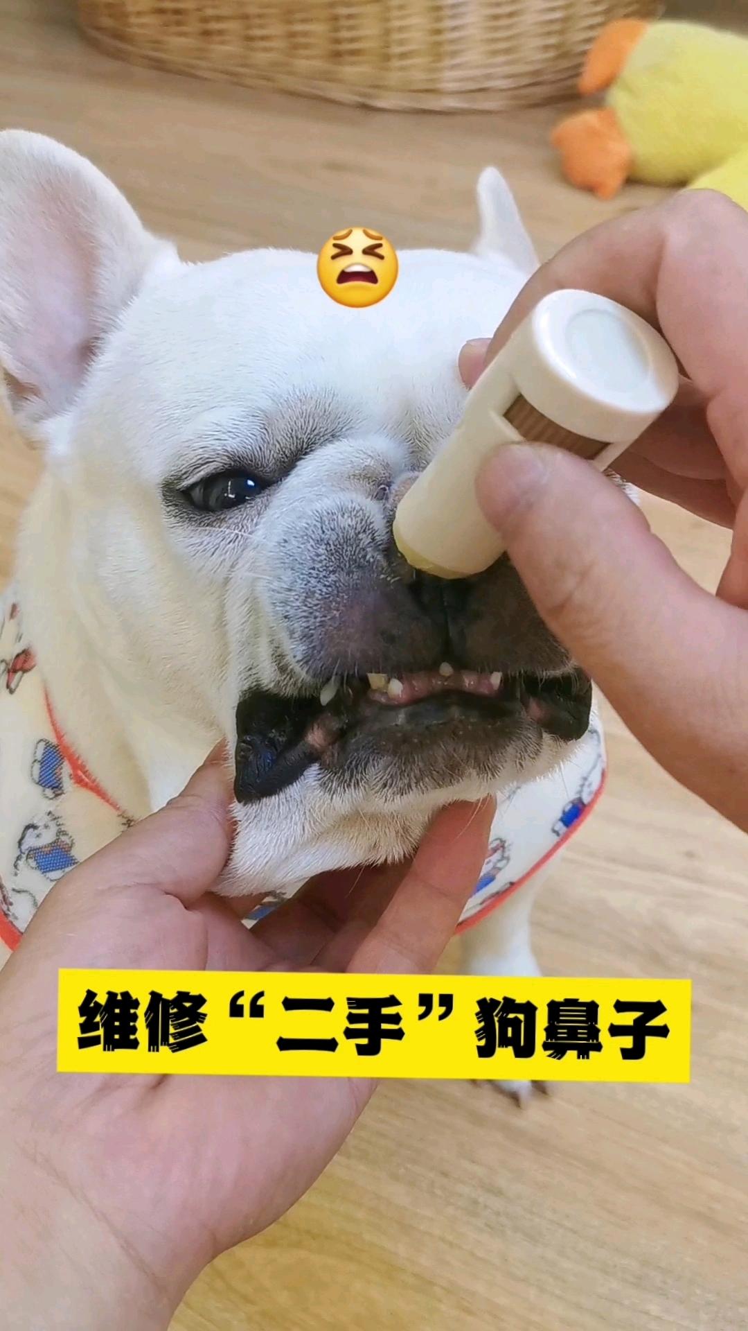 狗鼻子上面干裂有结痂(狗的鼻子上面干裂起皮是怎么回事) 狗鼻子上面干裂有结痂(狗的鼻子上面干裂起皮是怎么回事)
