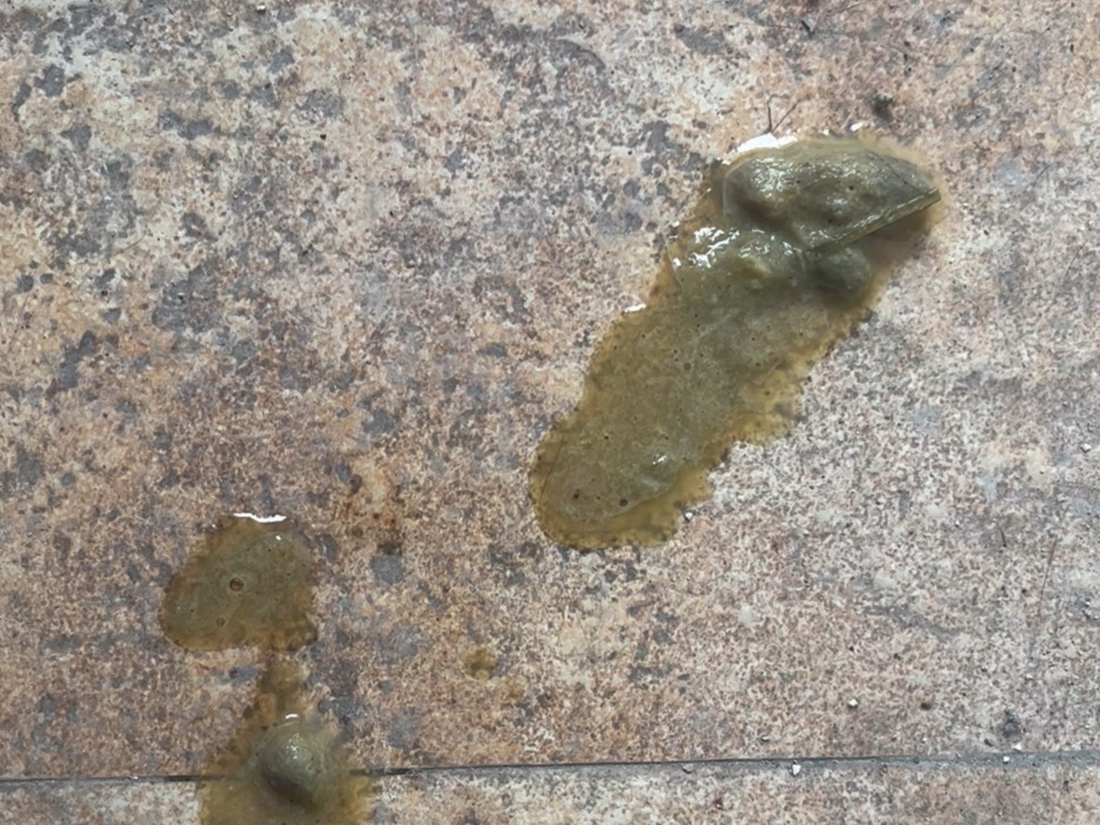 猫吐清水一样的液体精神很好(猫吐清水一样的液体是不是中毒了) 猫吐清水一样的液体精神很好(猫吐清水一样的液体是不是中毒了)