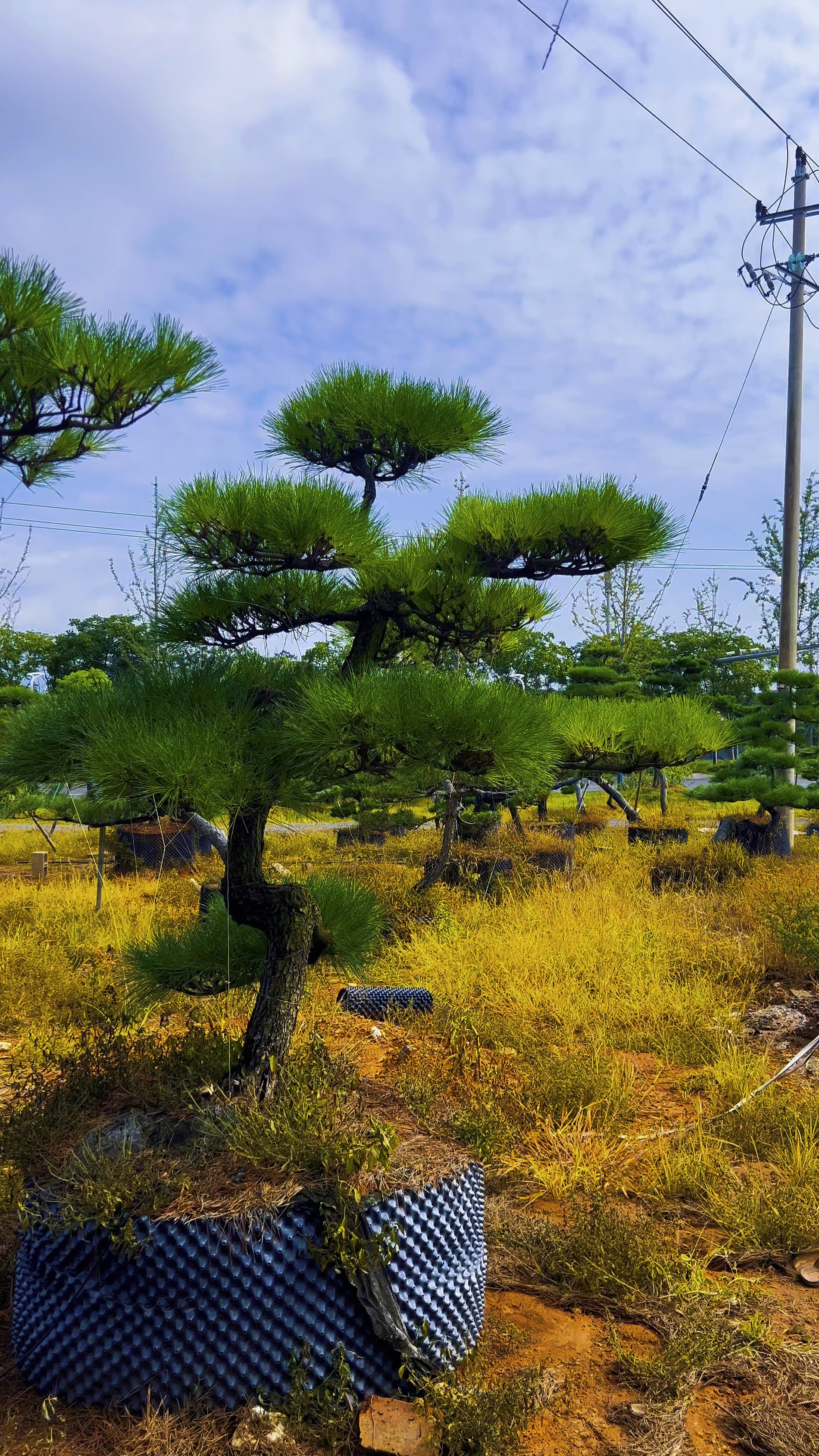 庭院绿化树种(庭院绿化树种排名) 庭院绿化树种(庭院绿化树种排名)