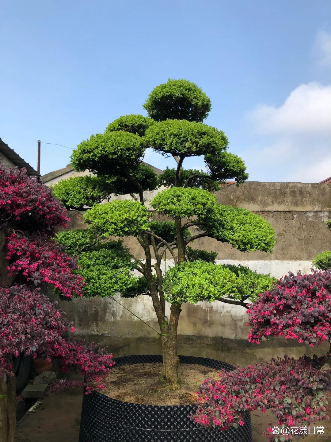 庭院绿化树种(庭院绿化树种排名) 庭院绿化树种(庭院绿化树种排名)