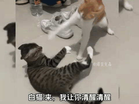 包含两个猫咪在一起总是打架怎么办的词条