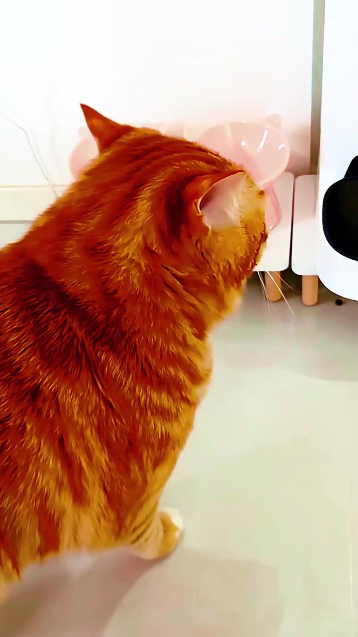 猫咪一直叫怎么回事(猫咪一直叫是什么情况?) 猫咪一直叫怎么回事(猫咪一直叫是什么情况?)