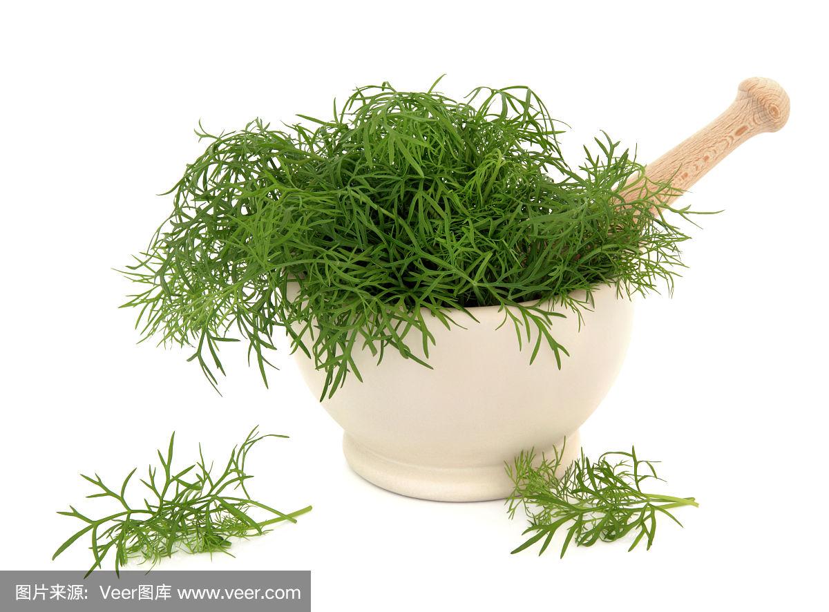 莳萝草(莳萝草和茴香草的区别) 莳萝草(莳萝草和茴香草的区别)