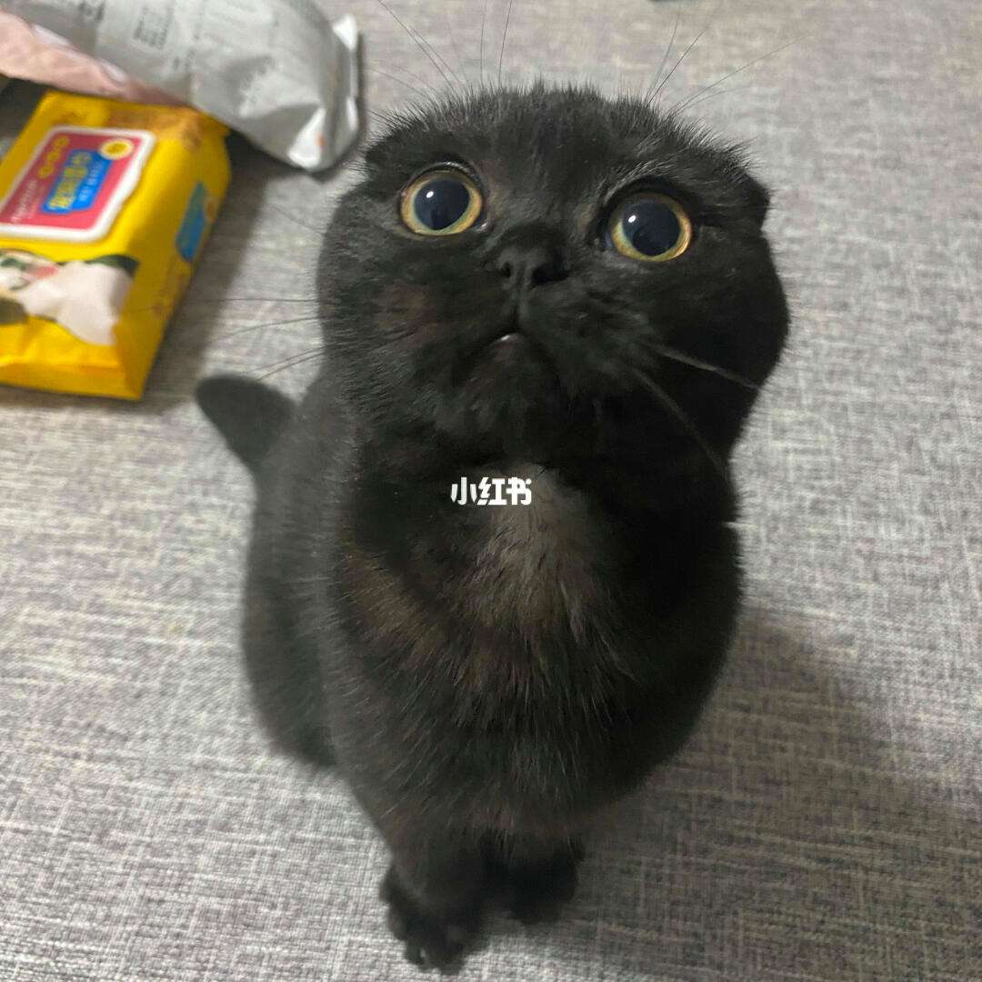 猫的耳朵里黑色的东西怎么清理(猫的耳朵里黑色的东西怎么清理干净) 猫的耳朵里黑色的东西怎么清理(猫的耳朵里黑色的东西怎么清理干净)