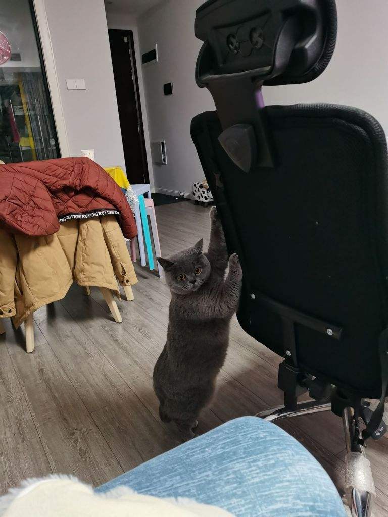 猫的耳朵里黑色的东西怎么清理(猫的耳朵里黑色的东西怎么清理干净) 猫的耳朵里黑色的东西怎么清理(猫的耳朵里黑色的东西怎么清理干净)