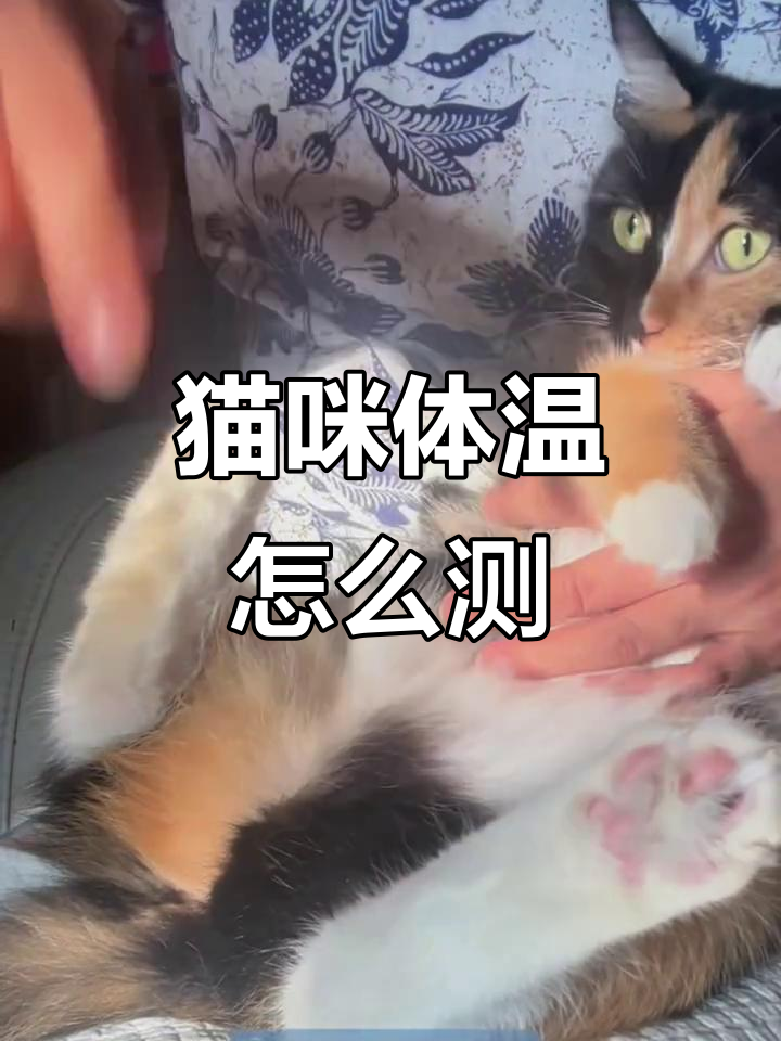 猫咪的体温是多少正常(猫猫的体温多少度是正常) 猫咪的体温是多少正常(猫猫的体温多少度是正常)